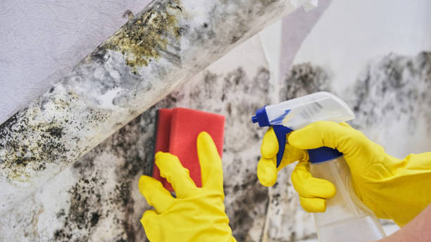 Emergency Mold Remediation Services Available 247